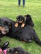 Rottweiler pups - 1 - Thumbnail