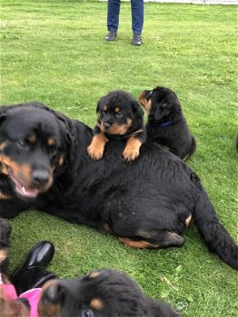 Extra forse Rottweiler pups - 0