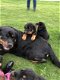 Extra forse Rottweiler pups - 0 - Thumbnail