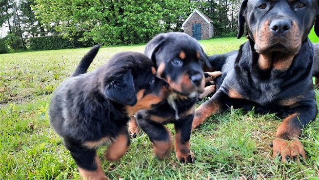 Extra forse Rottweiler pups - 1