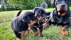 Extra forse Rottweiler pups - 1 - Thumbnail