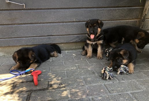 Extra forse Rottweiler pups - 2