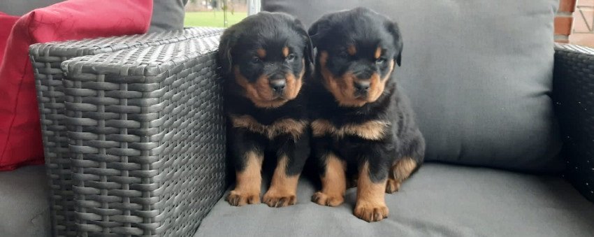 Rottweilers pups - 0