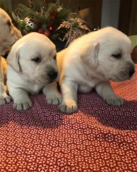 Prachtige labrador pups geboren!! - 0