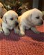 Prachtige labrador pups geboren!! - 0 - Thumbnail