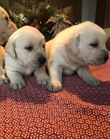 Prachtige labrador pups geboren!!