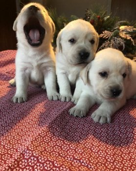 Prachtige labrador pups geboren!! - 1
