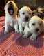 Prachtige labrador pups geboren!! - 1 - Thumbnail