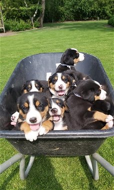 Grote Zwitserse sennen pups