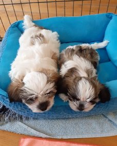 Prachtige Maltezer/Vlinderhond pups 💙💗