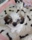 Prachtige Maltezer/Vlinderhond pups 💙💗 - 1 - Thumbnail