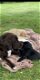 Prachtige labrador x Engelse springer / labrador - 1 - Thumbnail