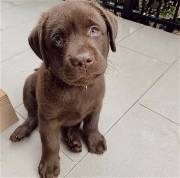 Schattige jonge chocolade Labrador Retriever - 0