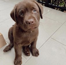 Schattige jonge chocolade Labrador Retriever