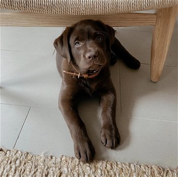 Schattige jonge chocolade Labrador Retriever - 1