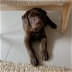 Schattige jonge chocolade Labrador Retriever - 1 - Thumbnail
