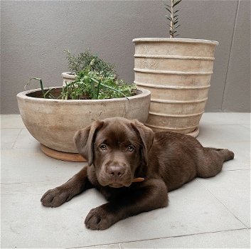 Schattige jonge chocolade Labrador Retriever - 2
