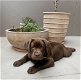 Schattige jonge chocolade Labrador Retriever - 2 - Thumbnail