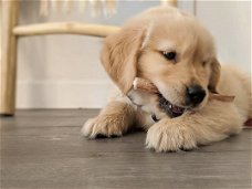 Prachtige Golden Retriever pupjes