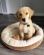 Prachtige Golden Retriever pupjes - 0 - Thumbnail