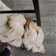 Prachtige Golden Retriever pupjes - 1 - Thumbnail