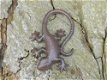 Mooie hagedis, gekko als decoratie-gietijzeren salamander - 1 - Thumbnail