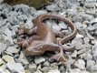 Mooie hagedis, gekko als decoratie-gietijzeren salamander - 3 - Thumbnail