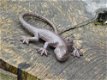 Mooie hagedis, gekko als decoratie-gietijzeren salamander - 5 - Thumbnail