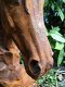 Paarden hoofd gemaakt van ijzer-paard -deco tuin-hoofd - 3 - Thumbnail