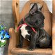 Prachtige Franse Bulldogs pups blue - 0 - Thumbnail