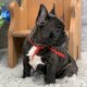 Prachtige Franse Bulldogs pups blue - 1 - Thumbnail