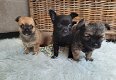 Prachtige Chihuahua Pups! - 0 - Thumbnail