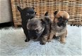 Prachtige Chihuahua Pups! - 1 - Thumbnail