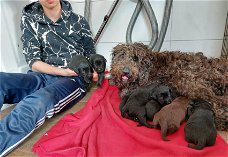 Mooie Labradoodle pups