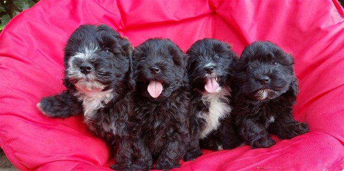 Maltipoo pups bruin en zwart/wit van kleur - 0