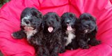 Maltipoo pups bruin en zwart/wit van kleur - 0 - Thumbnail