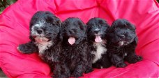 Maltipoo pups bruin en zwart/wit van kleur