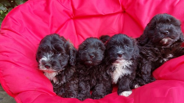 Maltipoo pups bruin en zwart/wit van kleur - 1
