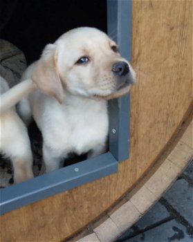 Labrador pups - 0