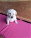 Labrador pups - 1 - Thumbnail