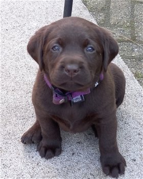 Prachtige stoere lieve bruine raszuivere labrador pups - 0