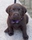 Prachtige stoere lieve bruine raszuivere labrador pups - 0 - Thumbnail