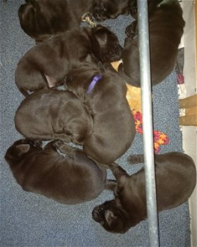 Prachtige stoere lieve bruine raszuivere labrador pups - 1