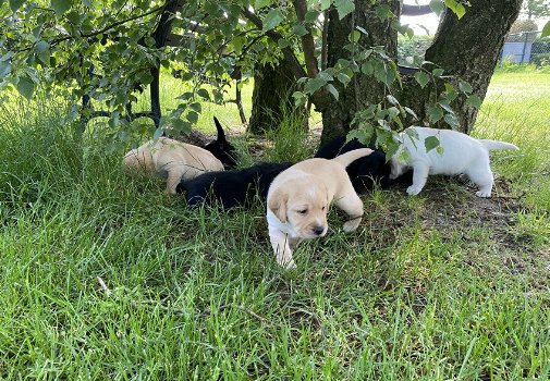 Prachtige labrador x Engelse springer / labrador - 0