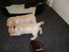 Twee rasechte Blonde labrador pups NEGEN week oud.