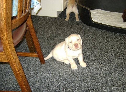 Twee rasechte Blonde labrador pups NEGEN week oud. - 1