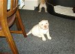 Twee rasechte Blonde labrador pups NEGEN week oud. - 1 - Thumbnail