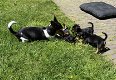 Mooie kleine Jack Russell pups, black en tan. - 0 - Thumbnail