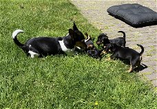 Mooie kleine Jack Russell pups, black en tan.