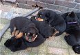 Mooie pups, Cane Corso x Rottweiler - 0 - Thumbnail